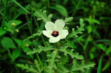 8 월 3 일 탄생화, 수박꽃