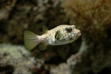 도그 페이스 푸퍼1