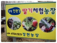 [정현딸기농장 / 양평딸기체험] 빨간 보석처럼 이쁜 딸기가 한가득~~ ♬♪