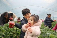 양평딸기축제 모꼬지마을에서 즐거운체험하고 왔어요