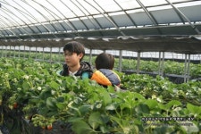 서울근교나들이 양평 딸기 체험