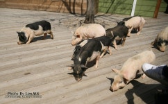 [경기도/이천여행] 돼지보러오면 돼지~~ 농촌 에듀팜! <이천 돼지 박물관>다녀왔어요 +.+!