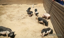 [경기도/이천여행] 돼지보러오면 돼지~~ 농촌 에듀팜! <이천 돼지 박물관>다녀왔어요 +.+!