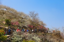 광양 홍쌍리 청매실농원 매화마을의 봄내음 - 광양 매화축제