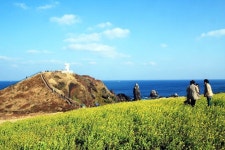 [제주도유채꽃] 제주도 유채꽃 여행 - 제주 가볼만한곳 성산일출봉,섭지코지