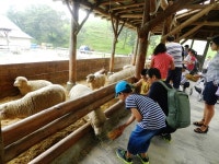 <평창 가볼만한곳> 평창가볼만한곳, 대관령 양떼목장으로 여행