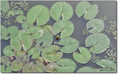 [김포맛집] 블로거는 평생 꼭 한번은 다녀와야 할 식당...^^ 하동농원... 연잎밥/오리구이/오리맛집