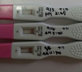 이식11일째