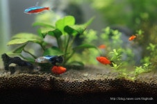 구피치어 플래티치어카디널 케트라 왁플레티 라바어항