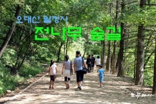 [평창여행] 평창 오대산 월정사 전나무숲길 - 천년의 숲길 / 평창 가볼만한곳