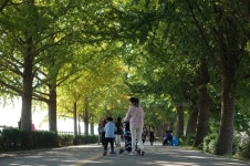 현충사 은행나무길 아산 곡교천 코스모스