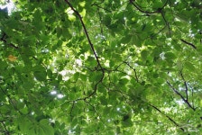 [경남여행/함양가볼만한곳] 상림공원, 상림숲 :: 4계절 산책하기 너무 좋은 곳