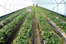 [양수리딸기체험농장] 딸기따기 체험하고 왔어요!!