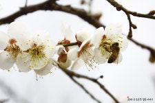 [경남/양산 여행] 원동 순매원 매화축제/ 양산에서 순매원 대중교통 이용방법