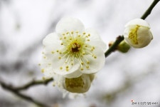 [경남/양산 여행] 원동 순매원 매화축제/ 양산에서 순매원 대중교통 이용방법