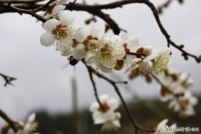 [경남/양산 여행] 원동 순매원 매화축제/ 양산에서 순매원 대중교통 이용방법