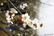 [경남/양산 여행] 원동 순매원 매화축제/ 양산에서 순매원 대중교통 이용방법