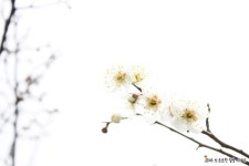 [경남/양산 여행] 원동 순매원 매화축제/ 양산에서 순매원 대중교통 이용방법