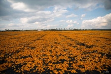 [겨울제주여행] 제주올레3코스, 주황물결 신천(신풍)목장