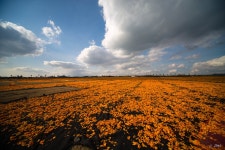 [겨울제주여행] 제주올레3코스, 주황물결 신천(신풍)목장