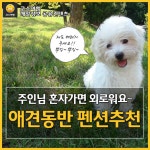 [어디갈까] 애견동반펜션추천