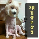 야매 애견미용의 최후 베스트4