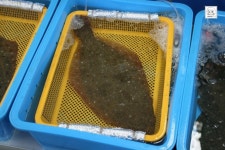 장지의 대관령 당일치기여행-안목항커피거리에서 회 냠냠먹고,커피 한 잔!