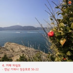 [어디갈까] 지금이 딱~! 동백꽃 명소