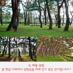 [어디갈까] 십리벚꽃길 따라 즐기는 경남 하동여행!