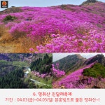 [어디갈까] 진달래가 한창~! 여수여행