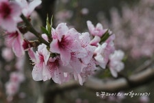 [영덕여행] 경북 영덕 복사꽃마을 - 달콤한 향기 가득한 복사꽃마을 / 영덕 가볼만한곳