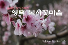 [영덕여행] 경북 영덕 복사꽃마을 - 달콤한 향기 가득한 복사꽃마을 / 영덕 가볼만한곳