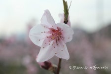 [영덕여행] 경북 영덕 복사꽃마을 - 달콤한 향기 가득한 복사꽃마을 / 영덕 가볼만한곳