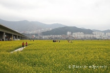 [부산여행] 부산 대저생태공원 - 부산 낙동강 유채꽃축제 / 개화 상태 / 부산 가볼만한곳
