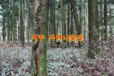 제주 사려니숲길은 비가와도 아름답고, 눈이와도 아름다운곳/삼나무숲길