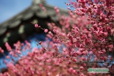 서울 가볼만한곳 삼성동 봉은사
