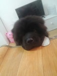 저희 차우차우 사랑이♥