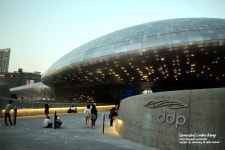 동대문역사문화공원역 동대문디자인플라자 ddp엔 장미정원이 있어요~