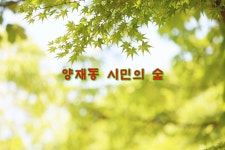 서울 갈만한곳 양재 시민의숲