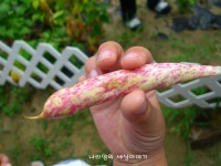 양평 여물리마을 농촌체험마을에서 여름휴가 즐기고 왔어요.