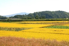 ◈ 가을 들녘에 서서 / 홍해리