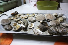 집에서 조개구이 시도해봤다 결과는......?