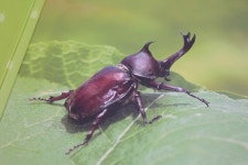 유아들이 보기엔 자연관찰책으로 자연이콩콩콩이 괜찮네요
