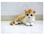 먼치킨을 아시나요?