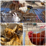 충남 예산 가볼만한곳-예산5일장 전통시장