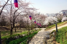 [봄꽃나들이]벚꽃,개나리,진달래 만발한 서대문 안산자락길!