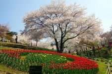 꽃 만발한 서대문구청 홍제천 폭포마당, 연희숲속쉼터 좋아요!^^
