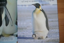 우리 아이 그림동화 자연관찰 탄탄 자연이콩콩콩 얼음나라에 사는 펭귄