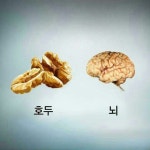 우리몸과 일치하는 식물