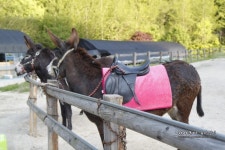 대전가볼만한곳 장태산자연휴양림 반해버렸어요!